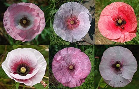 Mother of Pearl Corn Poppy Seeds, Pastel Shades, Organic Papaver Rhoeas PR011CR