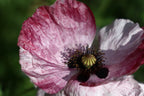 Mother of Pearl Corn Poppy Seeds, Pastel Shades, Organic Papaver Rhoeas PR011CR