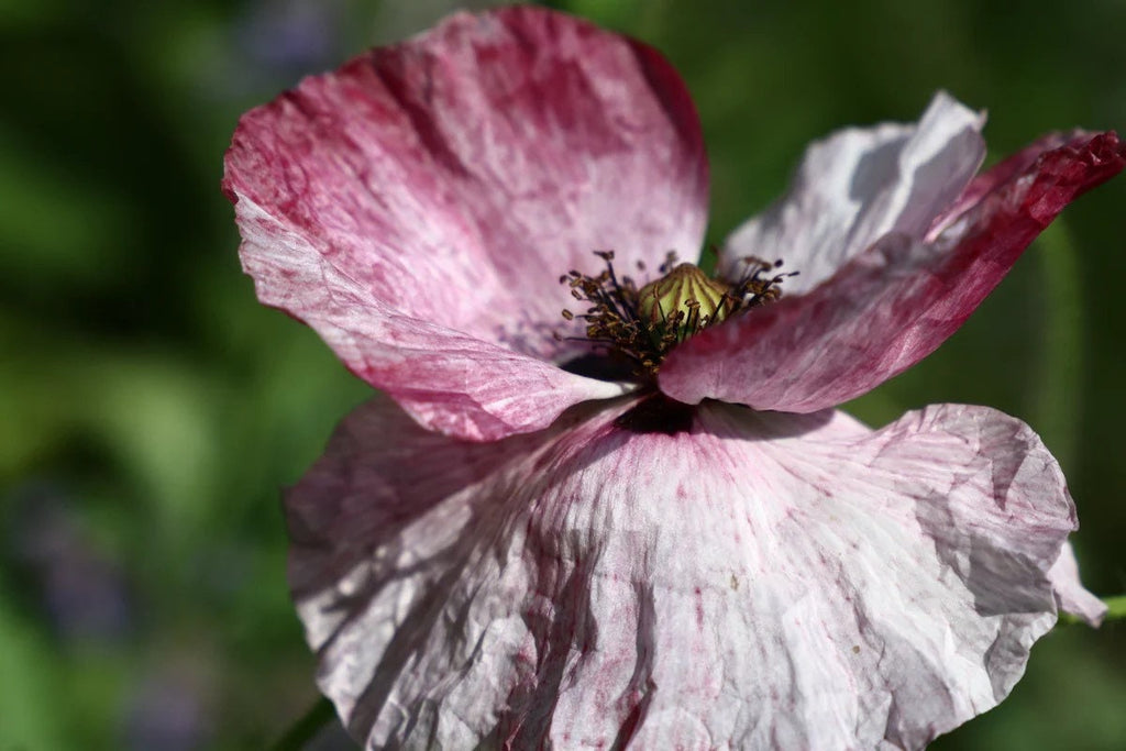 Mother of Pearl Corn Poppy Seeds, Pastel Shades, Organic Papaver Rhoeas PR011CR