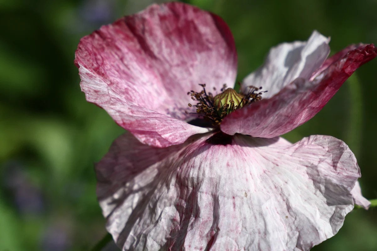Mother of Pearl Corn Poppy Seeds, Pastel Shades, Organic Papaver Rhoeas PR011CR