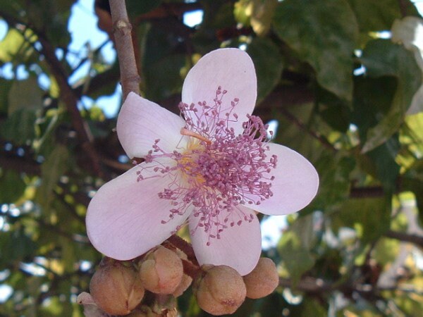 FRESH PICKED, 10 Lipstick Tree seeds, Annatto,  Bixa orellanam, Achiote BI4010