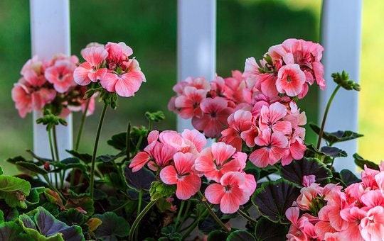Black Velvet Geranium Mixed Colors, 10 Coated Seeds PZ4310