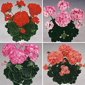 Black Velvet Geranium Mixed Colors, 10 Coated Seeds PZ4310