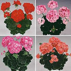 Black Velvet Geranium Mixed Colors, 10 Coated Seeds PZ4310