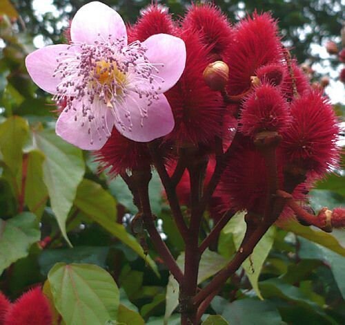 FRESH PICKED, 10 Lipstick Tree seeds, Annatto,  Bixa orellanam, Achiote BI4010