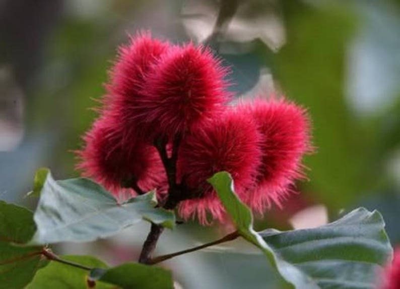 FRESH PICKED, 10 Lipstick Tree seeds, Annatto,  Bixa orellanam, Achiote BI4010