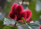 FRESH PICKED, 10 Lipstick Tree seeds, Annatto,  Bixa orellanam, Achiote BI4010