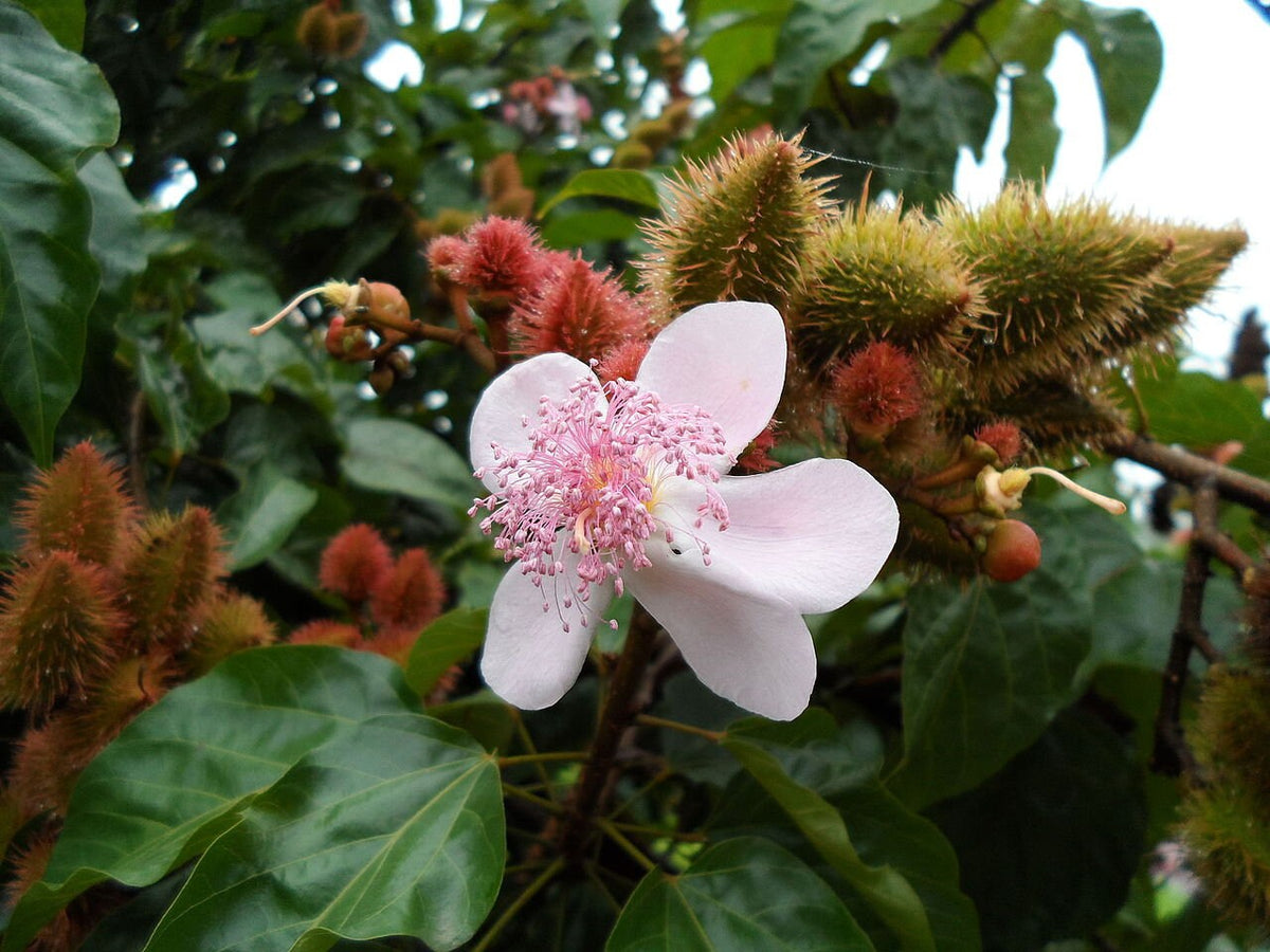 FRESH PICKED, 10 Lipstick Tree seeds, Annatto,  Bixa orellanam, Achiote BI4010
