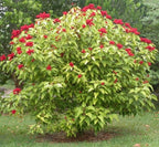 FRESH PICKED, 10 Lipstick Tree seeds, Annatto,  Bixa orellanam, Achiote BI4010