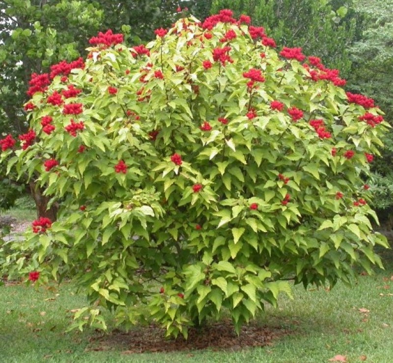 FRESH PICKED, 10 Lipstick Tree seeds, Annatto,  Bixa orellanam, Achiote BI4010