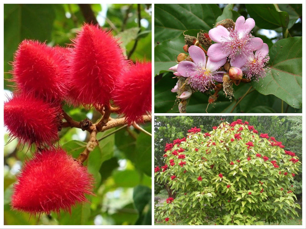 FRESH PICKED, 10 Lipstick Tree seeds, Annatto,  Bixa orellanam, Achiote BI4010
