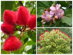 FRESH PICKED, 10 Lipstick Tree seeds, Annatto,  Bixa orellanam, Achiote BI4010