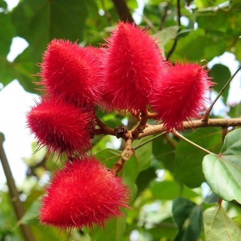 FRESH PICKED, 10 Lipstick Tree seeds, Annatto,  Bixa orellanam, Achiote BI4010