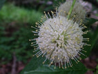 Beneficial US Native! Buttonbush Seeds, Honey bells, Button Willow, Cephalanthus Occidentalis CE9030