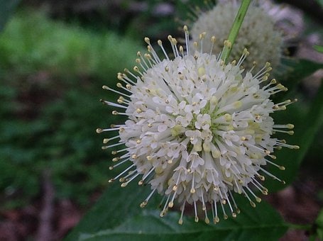 Beneficial US Native! Buttonbush Seeds, Honey bells, Button Willow, Cephalanthus Occidentalis CE9030
