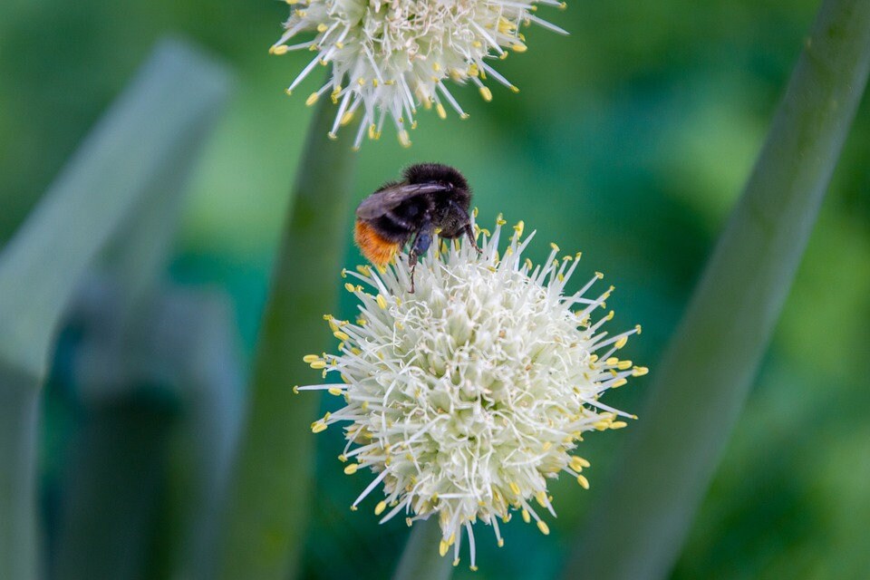 Beneficial US Native! Buttonbush Seeds, Honey bells, Button Willow, Cephalanthus Occidentalis CE9030