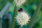Beneficial US Native! Buttonbush Seeds, Honey bells, Button Willow, Cephalanthus Occidentalis CE9030