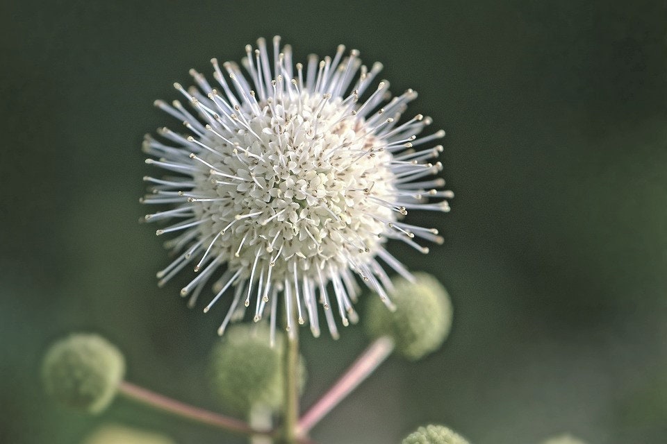 Beneficial US Native! Buttonbush Seeds, Honey bells, Button Willow, Cephalanthus Occidentalis CE9030