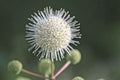 Beneficial US Native! Buttonbush Seeds, Honey bells, Button Willow, Cephalanthus Occidentalis CE9030