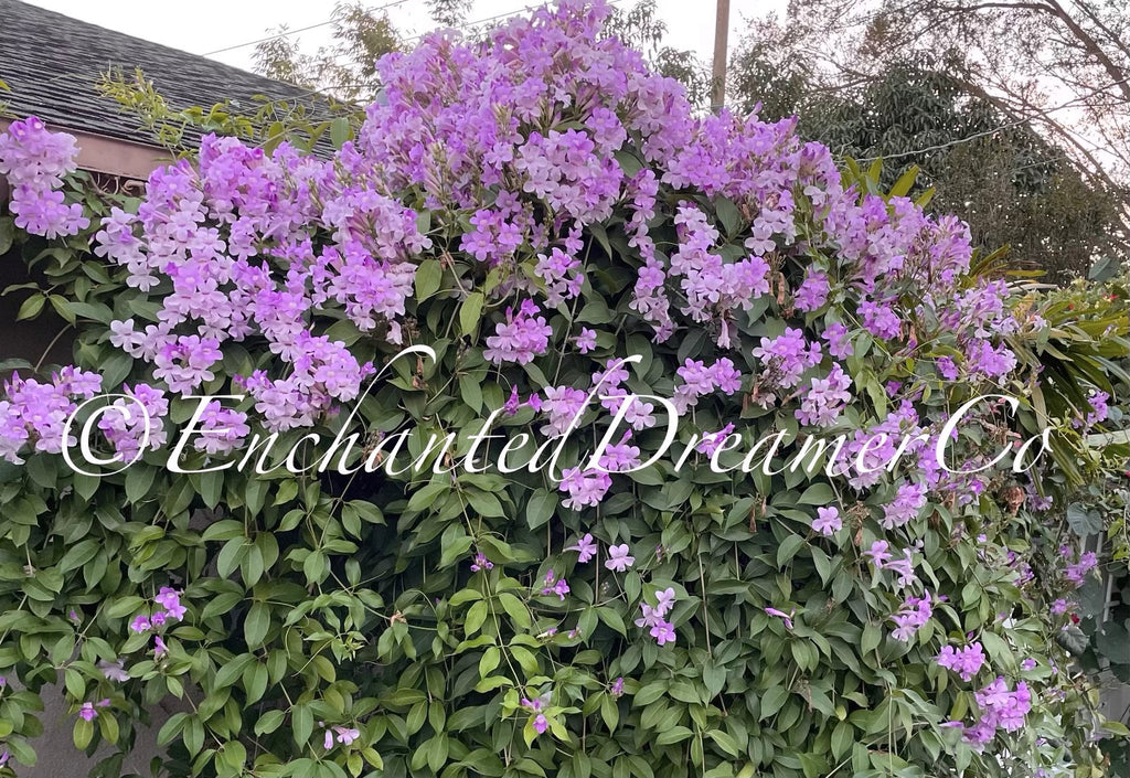 Stunning Purple Flowering Vine, Garlic Vine Seeds, Mansoa alliacea, formerly Bignonia Aequinoctialis, False Garlic MN011