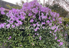 Stunning Purple Flowering Vine, Garlic Vine Seeds, Mansoa alliacea, formerly Bignonia Aequinoctialis, False Garlic MN011