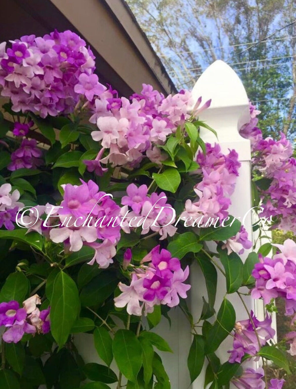Stunning Purple Flowering Vine, Garlic Vine Seeds, Mansoa alliacea, formerly Bignonia Aequinoctialis, False Garlic MN011