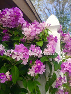 Stunning Purple Flowering Vine, Garlic Vine Seeds, Mansoa alliacea, formerly Bignonia Aequinoctialis, False Garlic MN011