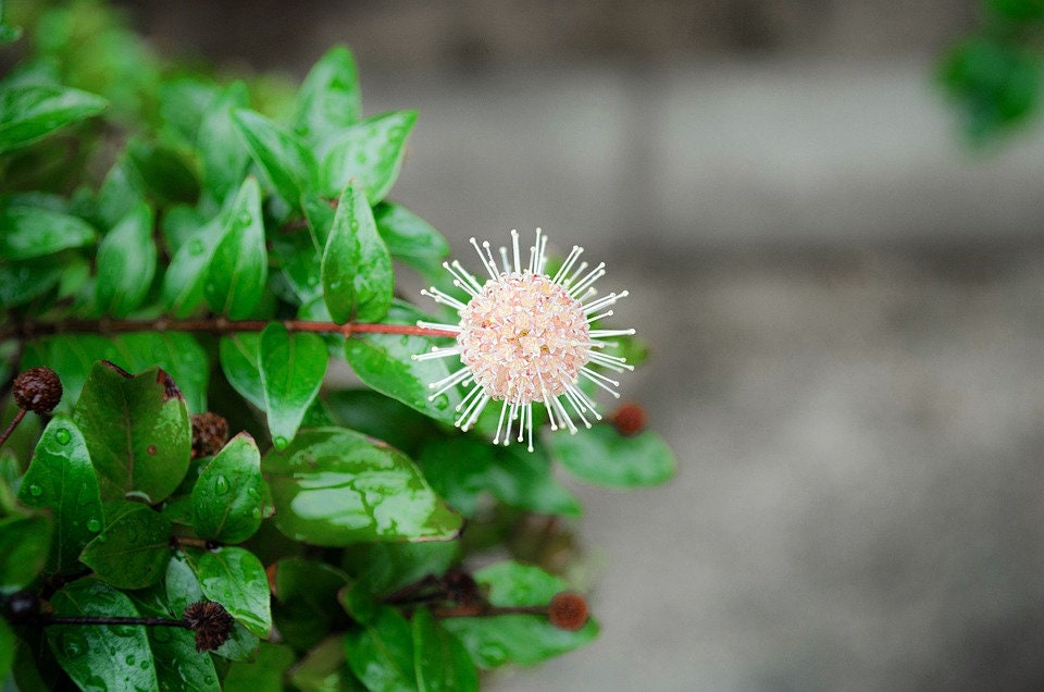 Beneficial US Native! Buttonbush Seeds, Honey bells, Button Willow, Cephalanthus Occidentalis CE9030