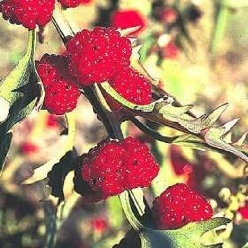 100 Strawberry Stick Seeds, Strawberry Spinach, Goosefoot, Chenopodium Capitatum CP021C