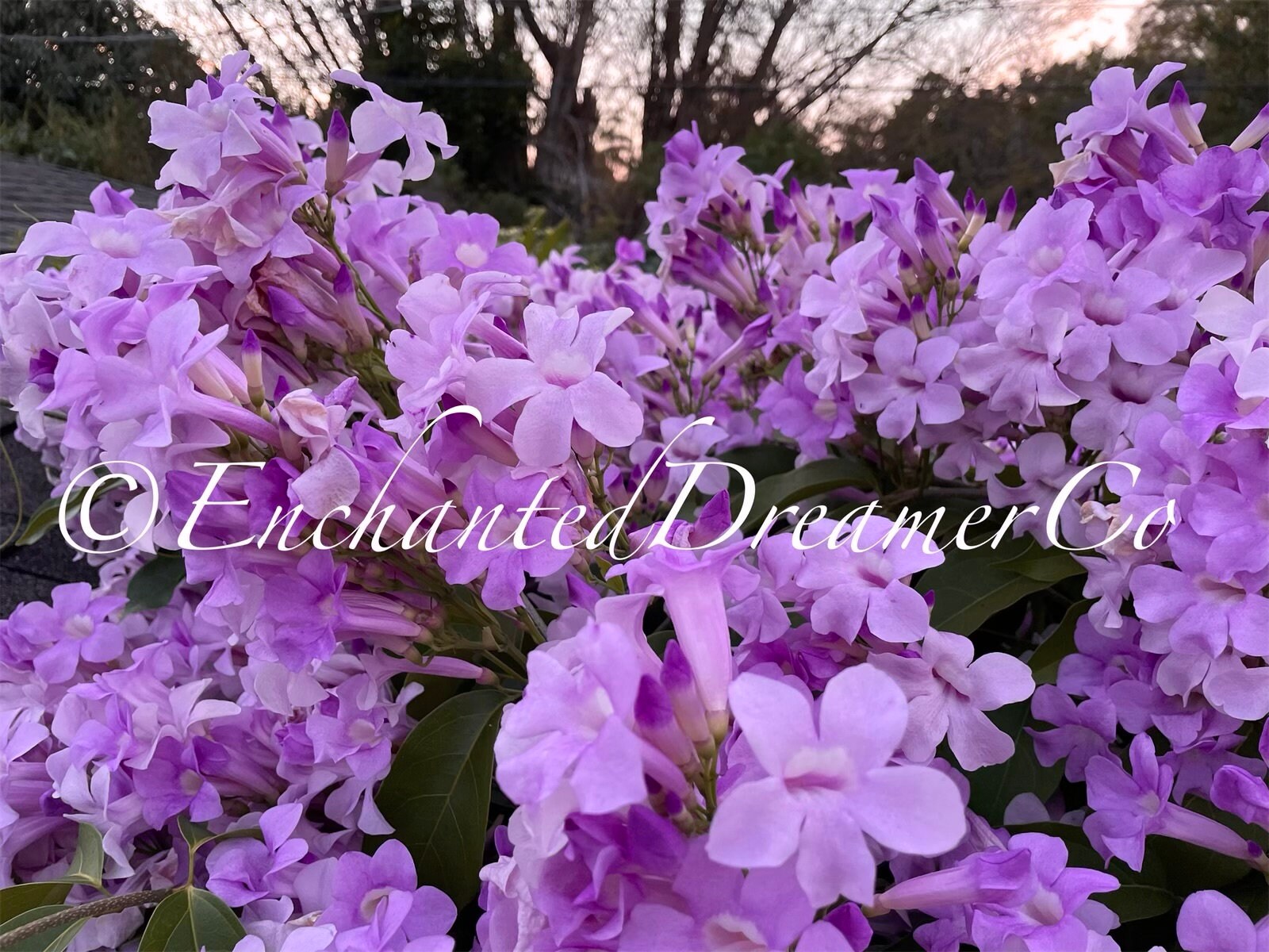 Stunning Purple Flowering Vine, Garlic Vine Seeds, Mansoa alliacea, formerly Bignonia Aequinoctialis, False Garlic MN011