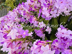 Stunning Purple Flowering Vine, Garlic Vine Seeds, Mansoa alliacea, formerly Bignonia Aequinoctialis, False Garlic MN011