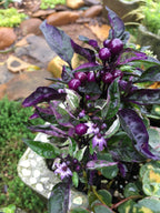 Gothic Purple Flash Variegated Hot Pepper Seeds, Organic Capsicum Annuum CH1210