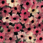 Blushing Susie Black Eyed Susan Vine Seeds, Thunbergia TH0110