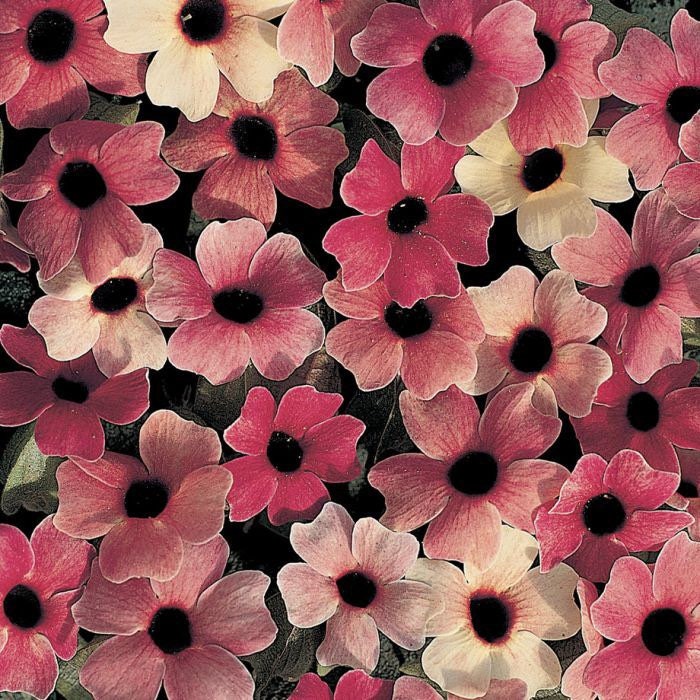 Blushing Susie Black Eyed Susan Vine Seeds, Thunbergia TH0110