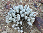 Mixed Baby Bum SEEDS, Gibbaeum Succulent Seeds, GB0125