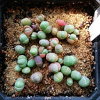 Mixed Baby Bum SEEDS, Gibbaeum Succulent Seeds, GB0125