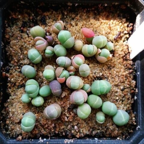 Mixed Baby Bum SEEDS, Gibbaeum Succulent Seeds, GB0125