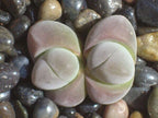 Mixed Baby Bum SEEDS, Gibbaeum Succulent Seeds, GB0125