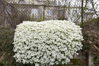1000 White Rockcress Seeds, Carpet Aubrieta, Arabis Alpina, Arabis Caucasica AR901M