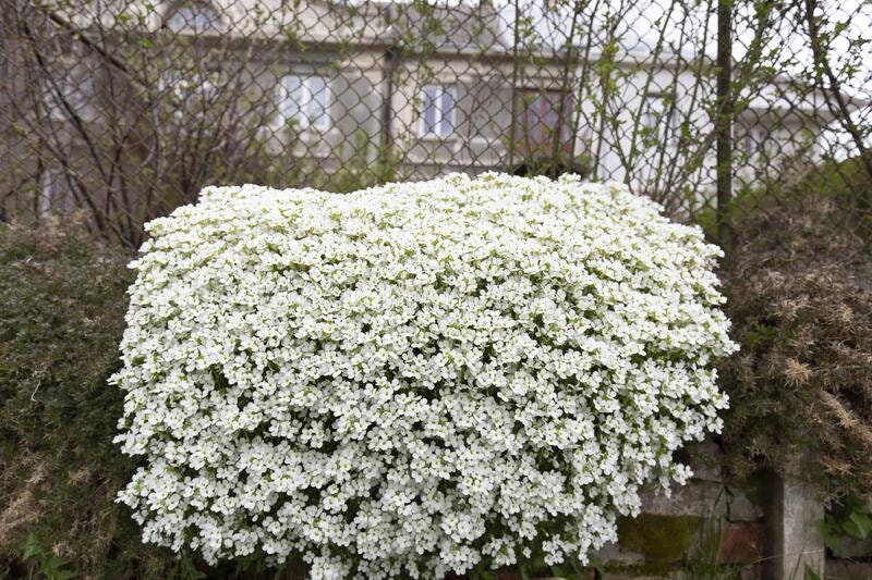 1000 White Rockcress Seeds, Carpet Aubrieta, Arabis Alpina, Arabis Caucasica AR901M