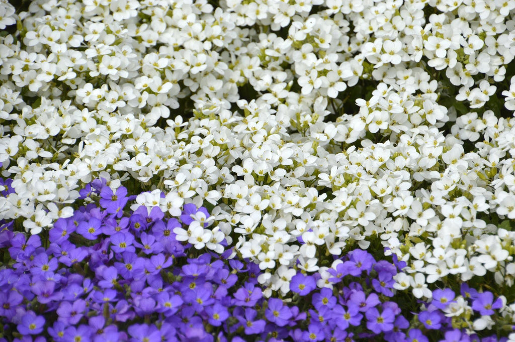 1000 White Rockcress Seeds, Carpet Aubrieta, Arabis Alpina, Arabis Caucasica AR901M