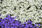 1000 White Rockcress Seeds, Carpet Aubrieta, Arabis Alpina, Arabis Caucasica AR901M