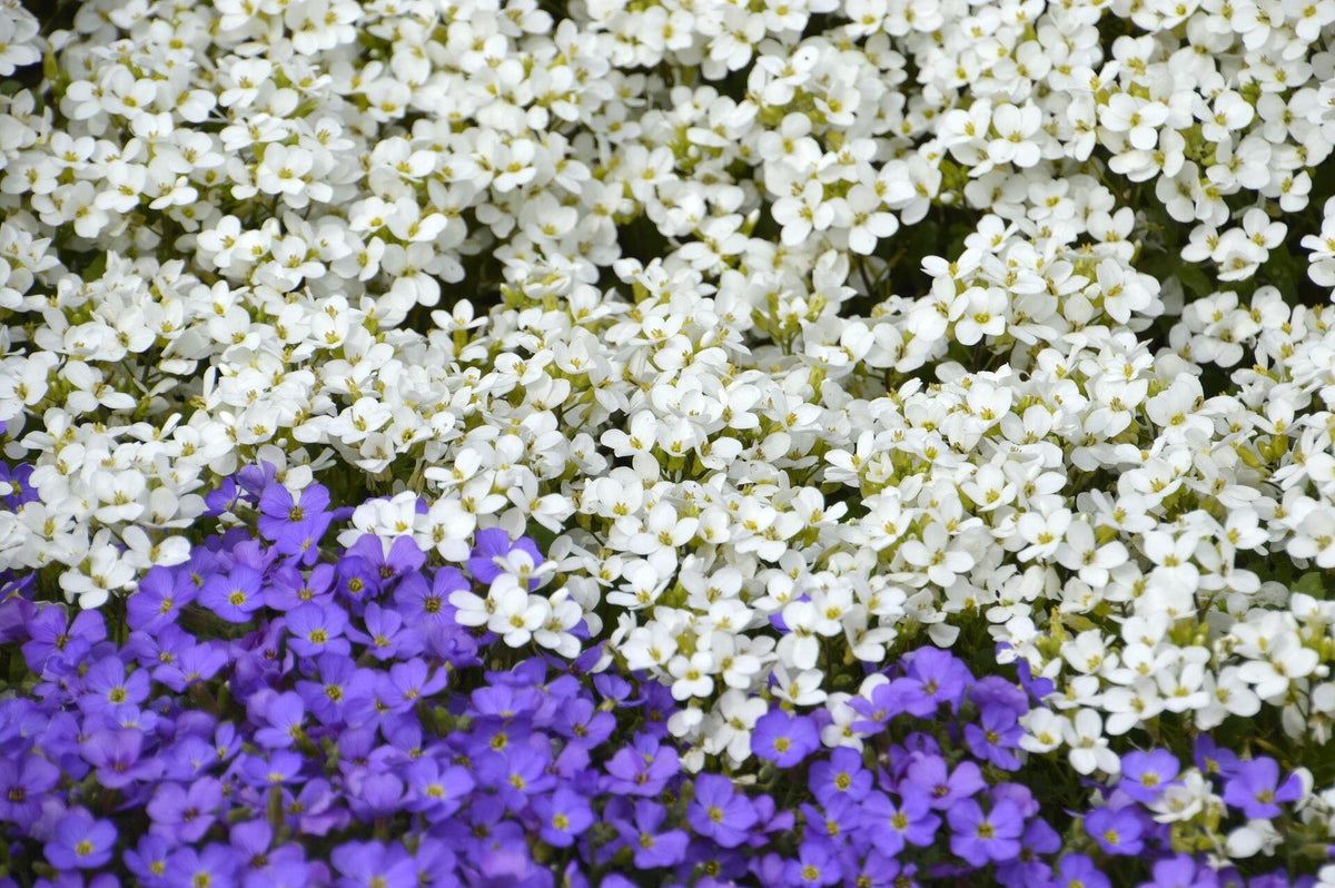 1000 White Rockcress Seeds, Carpet Aubrieta, Arabis Alpina, Arabis Caucasica AR901M