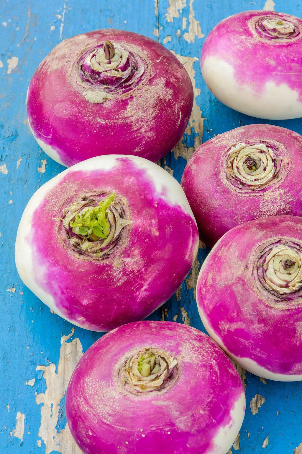 3000 Bulk Purple Top Turnip Seeds, Brassica campestris BR083M