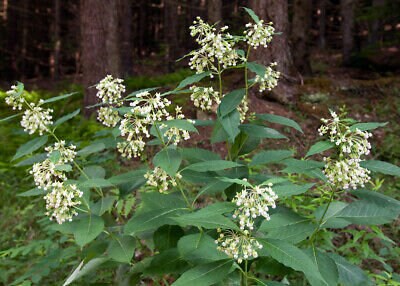 10 Poke Milkweed Seeds, COLD CLIMATE ONLY, Perennial zones 4-7, Asclepias Exaltata  MW0810
