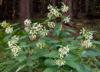 10 Poke Milkweed Seeds, COLD CLIMATE ONLY, Perennial zones 4-7, Asclepias Exaltata  MW0810