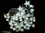 10 Poke Milkweed Seeds, COLD CLIMATE ONLY, Perennial zones 4-7, Asclepias Exaltata  MW0810