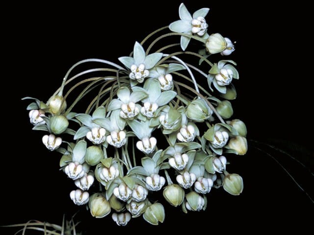 10 Poke Milkweed Seeds, COLD CLIMATE ONLY, Perennial zones 4-7, Asclepias Exaltata  MW0810