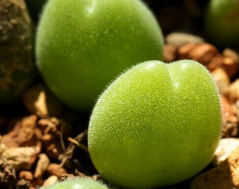 Mixed Baby Bum SEEDS, Gibbaeum Succulent Seeds, GB0125
