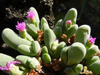 Mixed Baby Bum SEEDS, Gibbaeum Succulent Seeds, GB0125